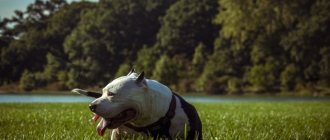 почему собака ест траву