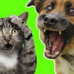 почему собаки не любят кошек