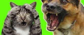 почему собаки не любят кошек