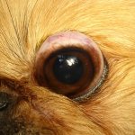Почему у пекинесов выпадают глаза