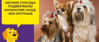 Почему у щенков развивается крипторхизм и чем можно помочь собаке