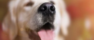 почему у собак холодный нос