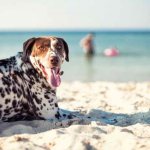 почему в жару собака высовывает язык