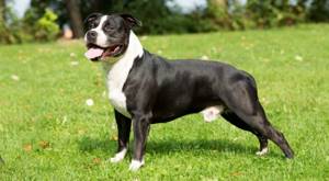 Подробное описание и характеристика породы собак стаффордширский терьер