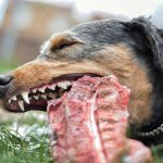 Польза свинины для собак