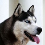 Помесь хаски и маламута Как отличить хаски от маламута