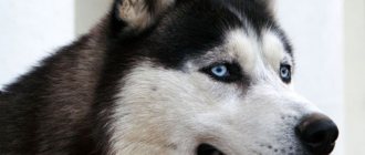 A cross between a husky and a malamute. How to distinguish a husky from a malamute.