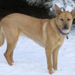 Порода чинук