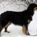 Порода собак ховаварт