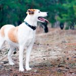 порода собак Истрийская гончая