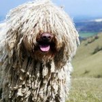 Порода собак