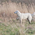 Hungarian Kuvasz breed