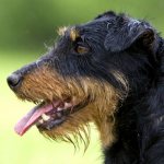 Portrait of a Jagdterrier photo
