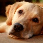 Consequences of the disease