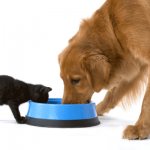 Последствия употребления кошкой собачьего корма