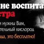 Потерялась собака: что делать в первую очередь, как быстро её найти