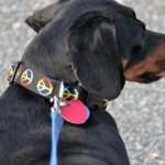 Поводок-Ошейник «Контроллер»: описание и его преимущества