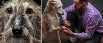 Прекрасные собаки с трагичной судьбой: борзые гальго из Испании