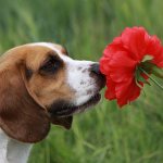 Причиной обратного чихания может быть аллергия