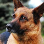 Причины образования шишек у собак