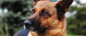 Причины образования шишек у собак