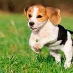 приучаем щенка к улице фото