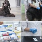 прививки для собак