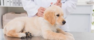 Puppy vaccinations