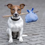 Пропавшие собаки