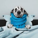 Простуда у собак