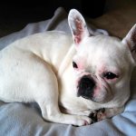 Проявление аллергии