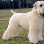 Пшеничный терьер светлый окрас фото