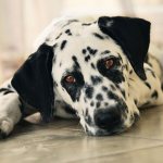 Радужные далматинцы