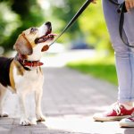 Размер ошейника для собак: таблица и правила выбора аксессуара