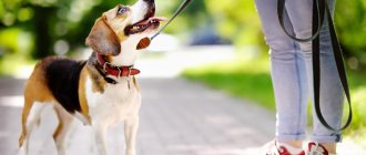 Размер ошейника для собак: таблица и правила выбора аксессуара