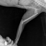 Рентген кошки