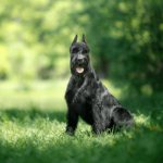 Ризеншнауцер