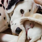 Роды у собак