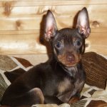 Русский той-терьер описание породы