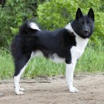 Russian-European Laika