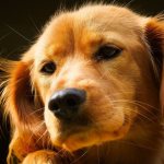 Рыжая собака