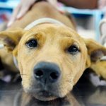 Сахарный диабет развивается в результате дисфункции клеток, неспособных усваивать глюкозу