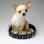 Самые маленькие собачки