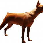 Сандарт породы Цвергпинчер