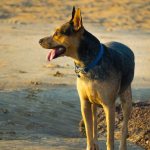 Себорея у собак: виды, симптомы, лечение