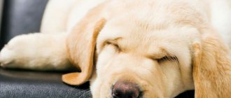 Сегментоядерные нейтрофилы повышены у собаки: возможные заболевания и методы лечения. Анализ крови у собак