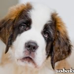 Сенбернар-собака-Описание-особенности-уход-и-цена-сенбернара