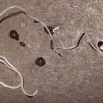 Сердечный гельминт Dirofilaria immitis