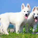 щенки белой швейцарской овчарки