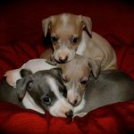 Greyhound puppies - photo
